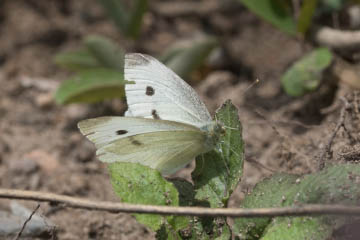 Kleiner Kohlweißling (Pieris rapae) in Oberkassel