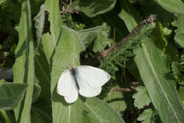 Kleiner Kohlweißling (Pieris rapae) (1. Generation) in Oberkassel