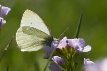 Kleiner Kohlweißling (Pieris rapae) (1. Generation) in den Sieg-Auen an Wiesen-Schaumkraut (Cardamine pratensis) saugend