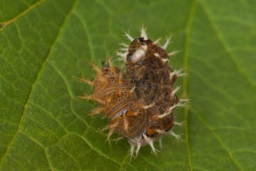 Raupe des C-Falters (Polygonia c-album) an Johannisbeere in Kessenich