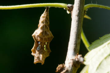 Puppe des C-Falters (Polygonia c-album) an Johannisbeere in Kessenich