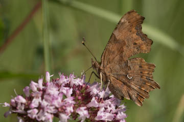 C-Falter (Polygonia c-album) im Kottenforst