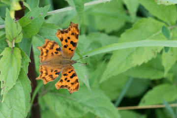 C-Falter (Polygonia c-album) im Kottenforst