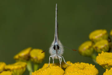 Hauhechel-Bläuling (Polyommatus icarus) am alten Sportplatz Ennert