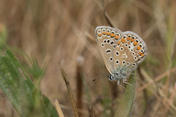 Hauhechel-Bläuling (Polyommatus icarus) in Pützchen