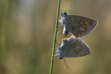 Zwei sich paarende Hauhechel-Bläulinge (Polyommatus icarus) auf dem Rodderberg