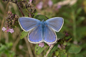 Hauhechel-Bläuling (Polyommatus icarus) in Oberkassel