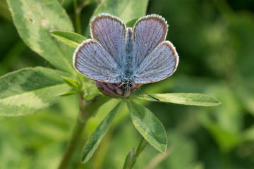 Rotklee-Bläuling (Cyaniris semiargus) bei Röttgen