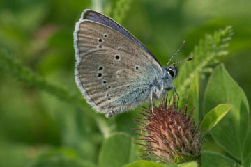 Rotklee-Bläuling (Cyaniris semiargus) bei Röttgen