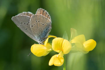 Rotklee-Bläuling (Cyaniris semiargus) bei Röttgen