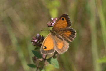 Rotbraunes Ochsenauge (Pyronia tithonus) im Kottenforst