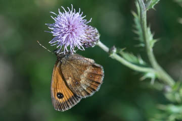 Rotbraunes Ochsenauge (Pyronia tithonus) im Kottenforst