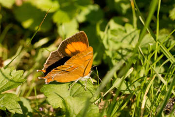 Nierenfleck-Zipfelfalter (Thecla betulae) in Kessenich