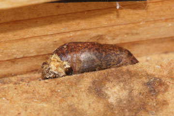 Puppe eines Nierenfleck-Zipfelfalters (Thecla betulae) Puppe eines Nierenfleck-Zipfelfalters (Thecla betulae)