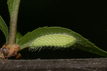 Junge Raupe eines Nierenfleck-Zipfelfalters (Thecla betulae) auf einem Schlehen (Prunus spinosa)-Zweig in Bonn-Kessenich