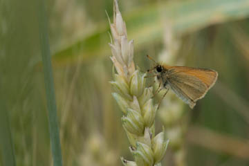 Schwarzkolbiger Braundickkopf (Thymelicus lineola) am Rand eines landwirtschaftlich genutzten Felds zwischen Ückesdorf und Röttgen