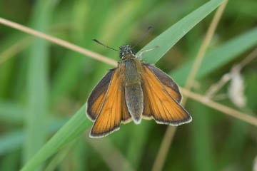 Schwarzkolbiger Braundickkopf (Thymelicus lineola) auf dem Rodderberg