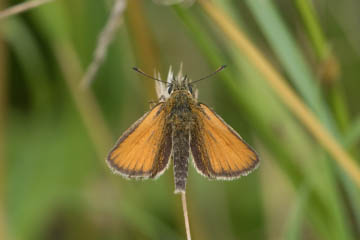 Schwarzkolbiger Braundickkopf (Thymelicus lineola) am Rhein zwischen Auerberg und Hersel