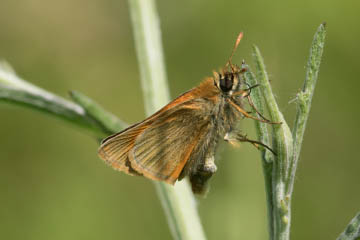 Braunkolbiger Braundickkopf (Thymelicus sylvestris) auf dem Rodderberg