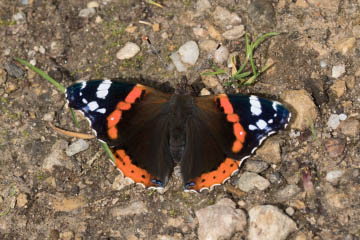 Admiral (Vanessa atalanta) im Kottenforst