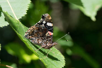 Admiral (Vanessa atalanta) im Kottenforst