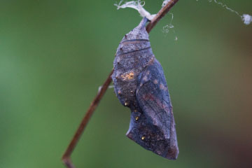 Puppe eines Admirals (Vanessa atalanta) kurz vor Schlupf des Falters