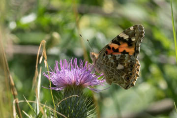 Distelfalter (Vanessa cardui) (zeitweiliger Einwanderer) im Kottenforst