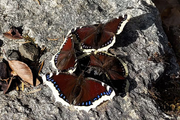 Vier saugende Trauermäntel (Nymphalis antiopa)
