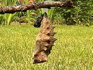 Camberwell Beauty (Nymphalis antiopa) chrysalis hanging on a twig