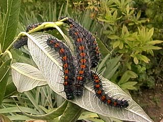 Camberwell Beauty (Nymphalis antiopa) caterpillars on Willow (Salix)