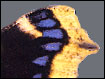 Trauermantel (Nymphalis antiopa) - gelber Saum