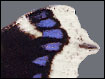 Trauermantel (Nymphalis antiopa) - weißer Saum