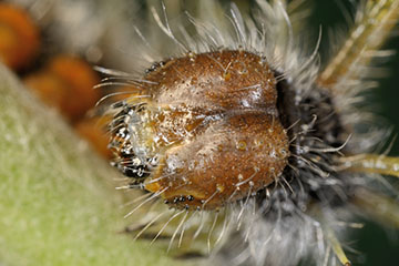 Kopf einer Trauermantel (Nymphalis antiopa)-Raupe