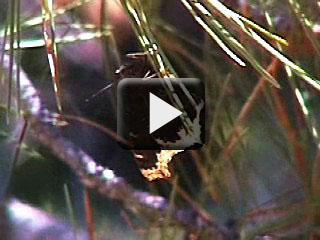 Trauermantel (Nymphalis antiopa) an einem Nadelbaum