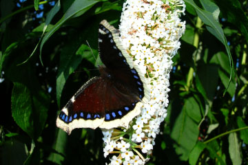 Trauermantel (Nymphalis antiopa) auf Schmetterlingsflieder (Buddleja davidii)