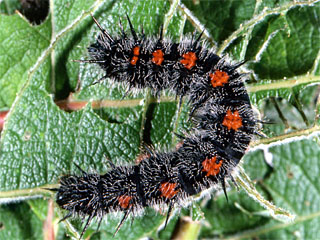 Camberwell Beauty (Nymphalis antiopa) caterpillar