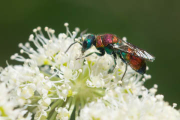 Goldwespe (Chrysididae spec)