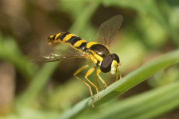 Schwebfliege am ehemaligen alten Sportplatz von Oberkassel