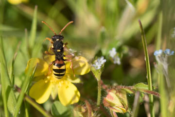 Echte Wespe (Vespinae spec) (?) in den Siegauen