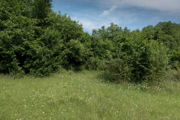 Wiese in den griechischen Rhodopen