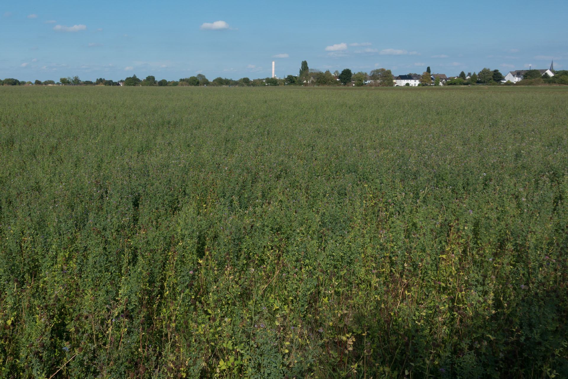 Meßdorfer Feld (Bonn): Landwirte machen Naturschutz Meßdorfer Feld (Bonn): Landwirte machen Naturschutz