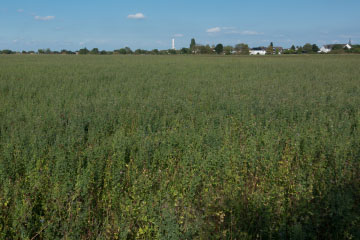 Meßdorfer Feld (Bonn): Landwirte machen Naturschutz Meßdorfer Feld (Bonn): Landwirte machen Naturschutz
