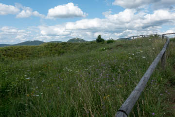 Halbtrockenrasen auf dem Rodderberg