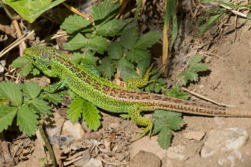 Zauneidechse (Lacerta agilis) auf dem Rodderberg