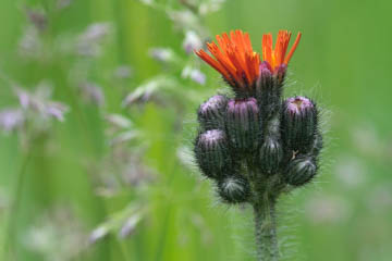 Orangerotes Habichtskraut (Hieracium aurantiacum) bei Röttgen