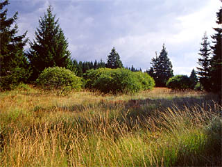 Ohr-Weide (Salix aurita)