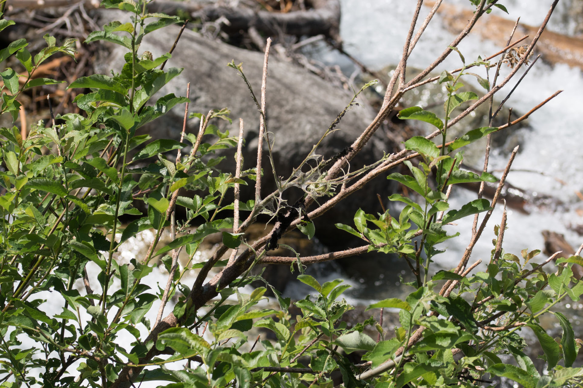 Ein Raupennest des Trauermantels (Nymphalis antiopa) auf Salweide (Salix caprea)